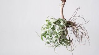 Tillandsia Streptophylla는 나무 막대기에 고정되어 매달려 있습니다.